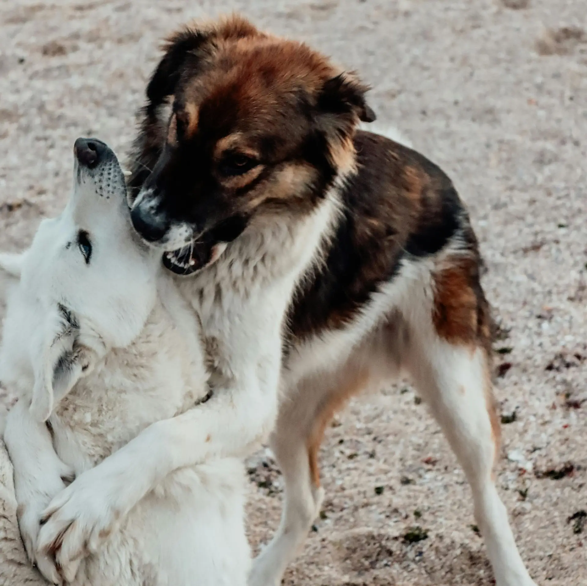 Two dogs fighting during an interaction, displaying some stress signals