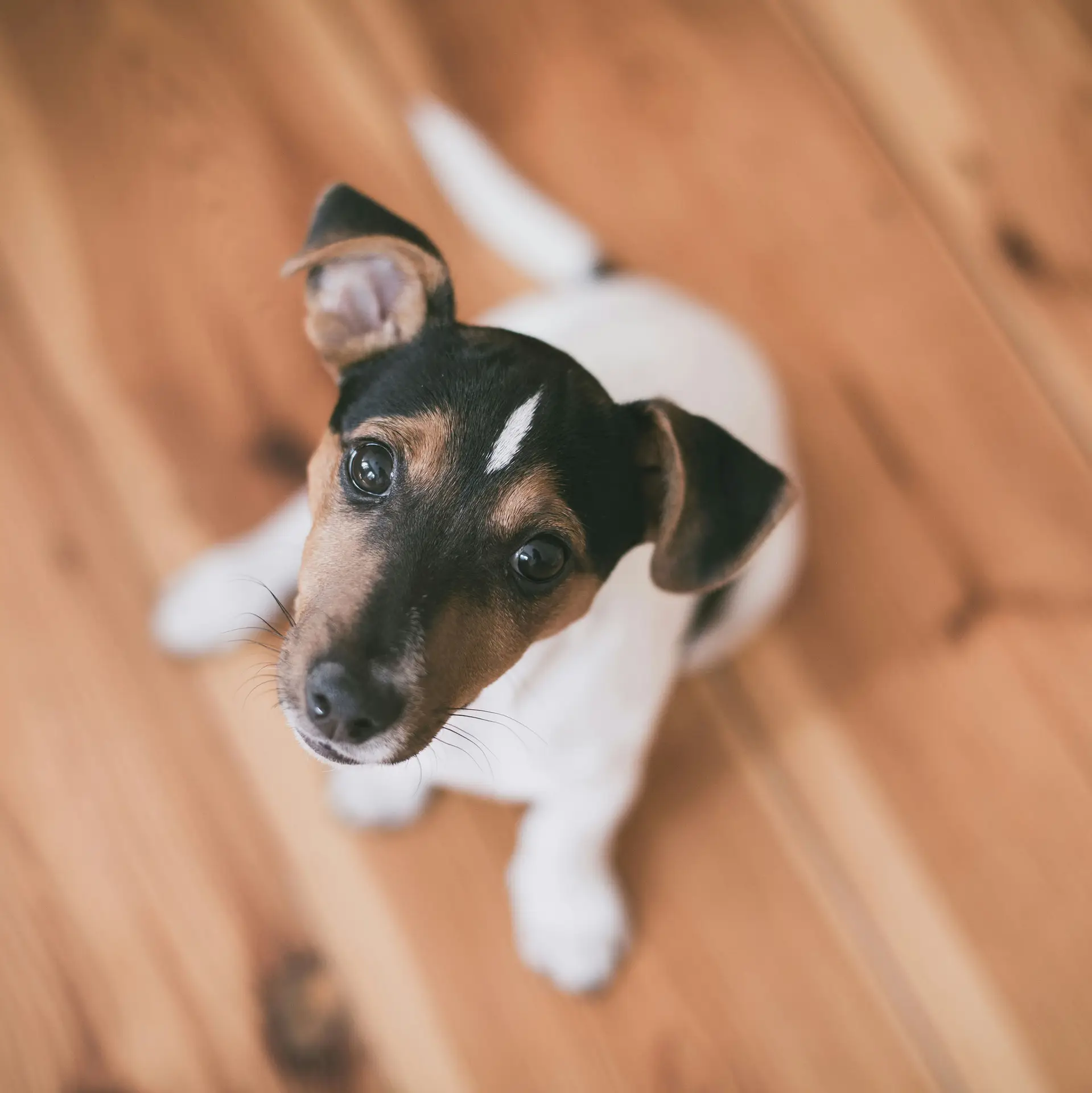 A puppy during a training session with his trainer in Brussels