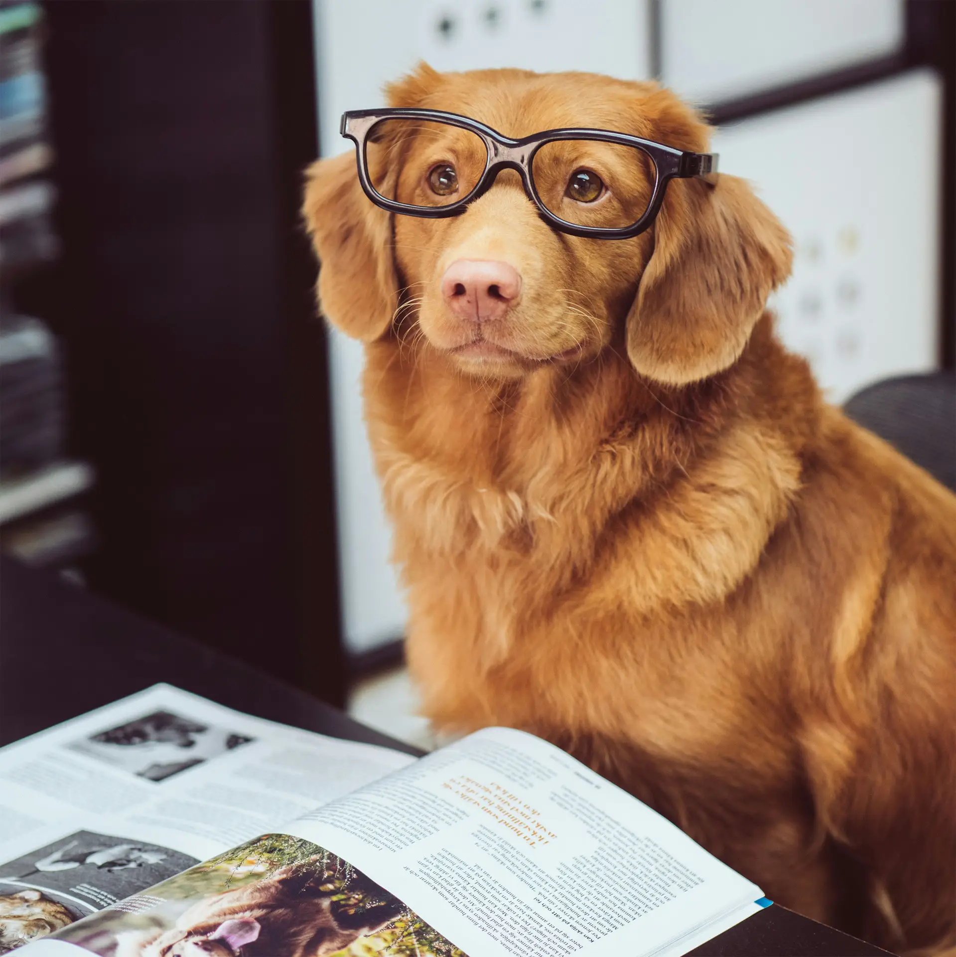 A funny and calm dog wearing a pair of glasses